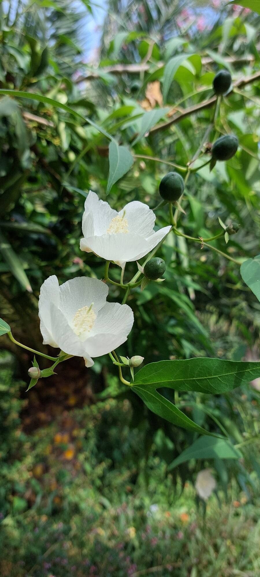 Gossypium thurberi — search result for 'Gossypium'