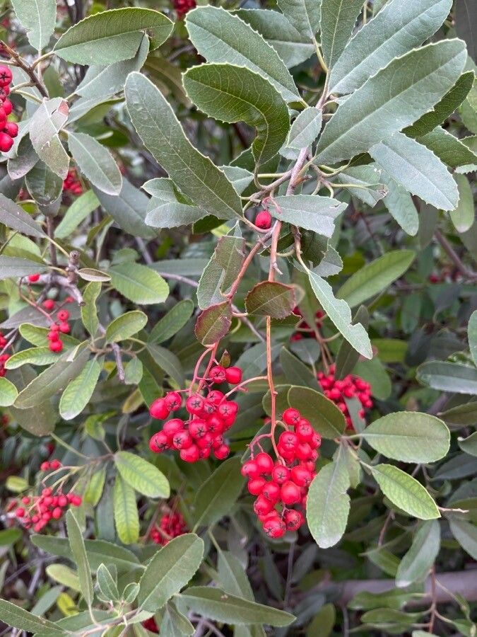 Heteromeles arbutifolia fruit