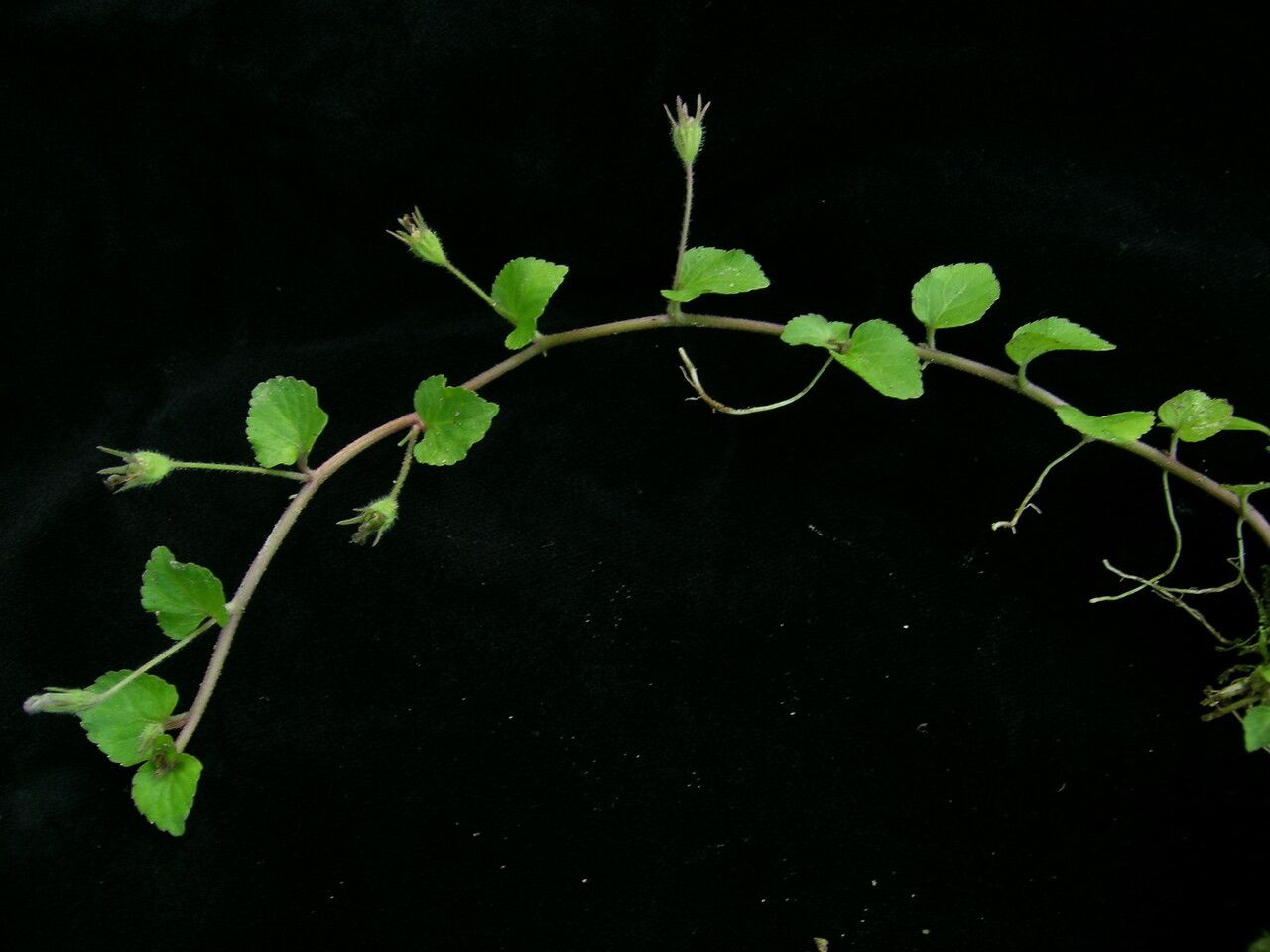 Lobelia zeylanica — houseplant care guide