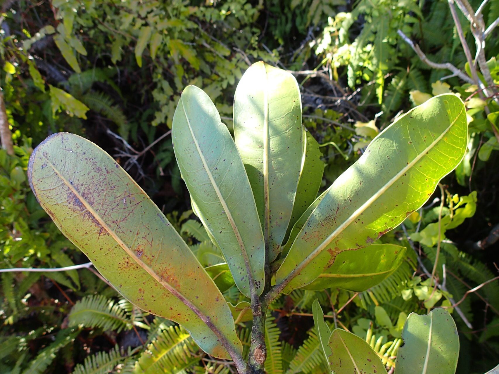 Pycnandra neocaledonica leaf