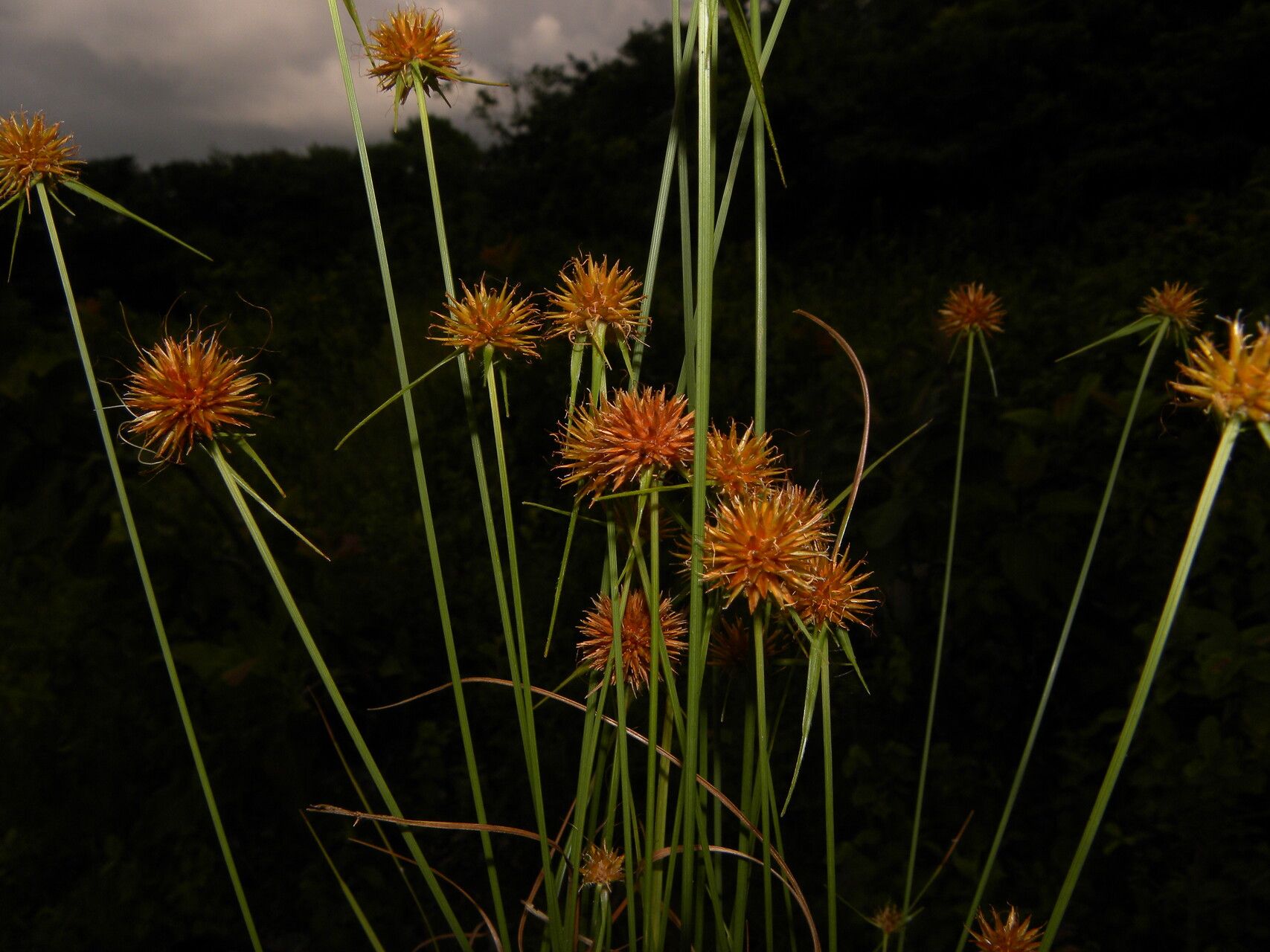 Rhynchospora barbata habit