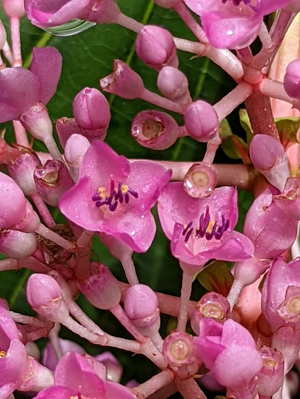 Medinilla speciosa flower
