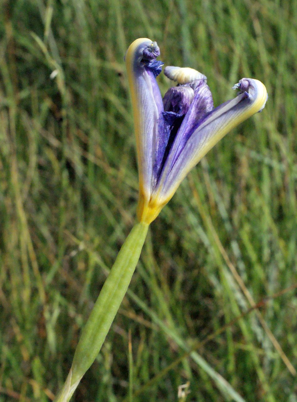 Iris xiphium fruit