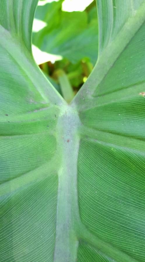Thaumatophyllum undulatum leaf