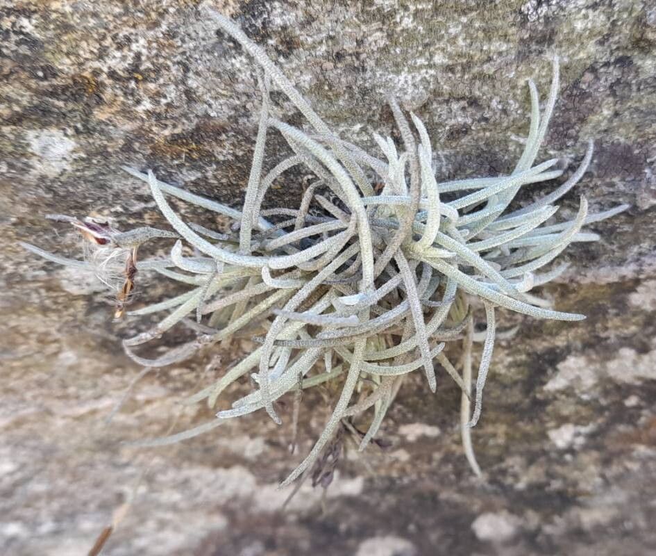 Tillandsia virescens habit