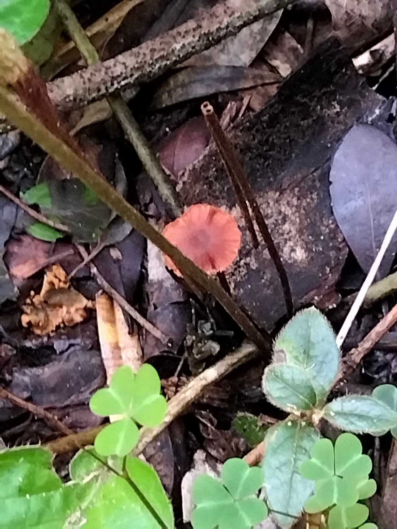 Gerbera cordata bark