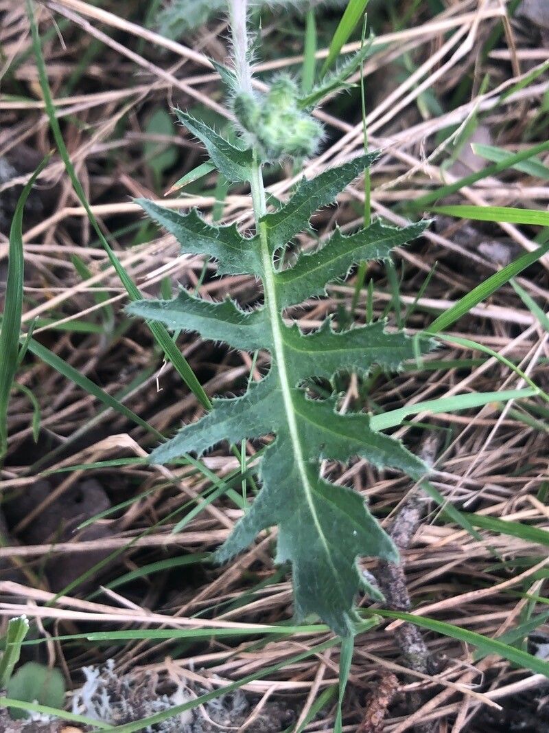 Coincya monensis — search result for 'Morocco'