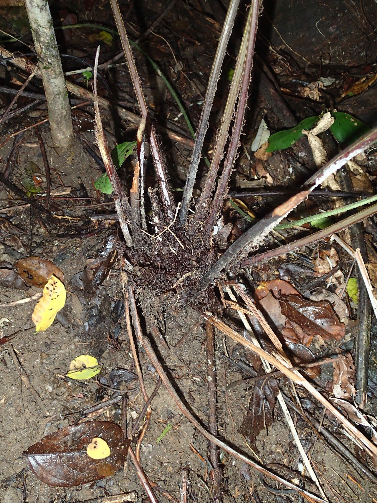 Tectaria barteri other