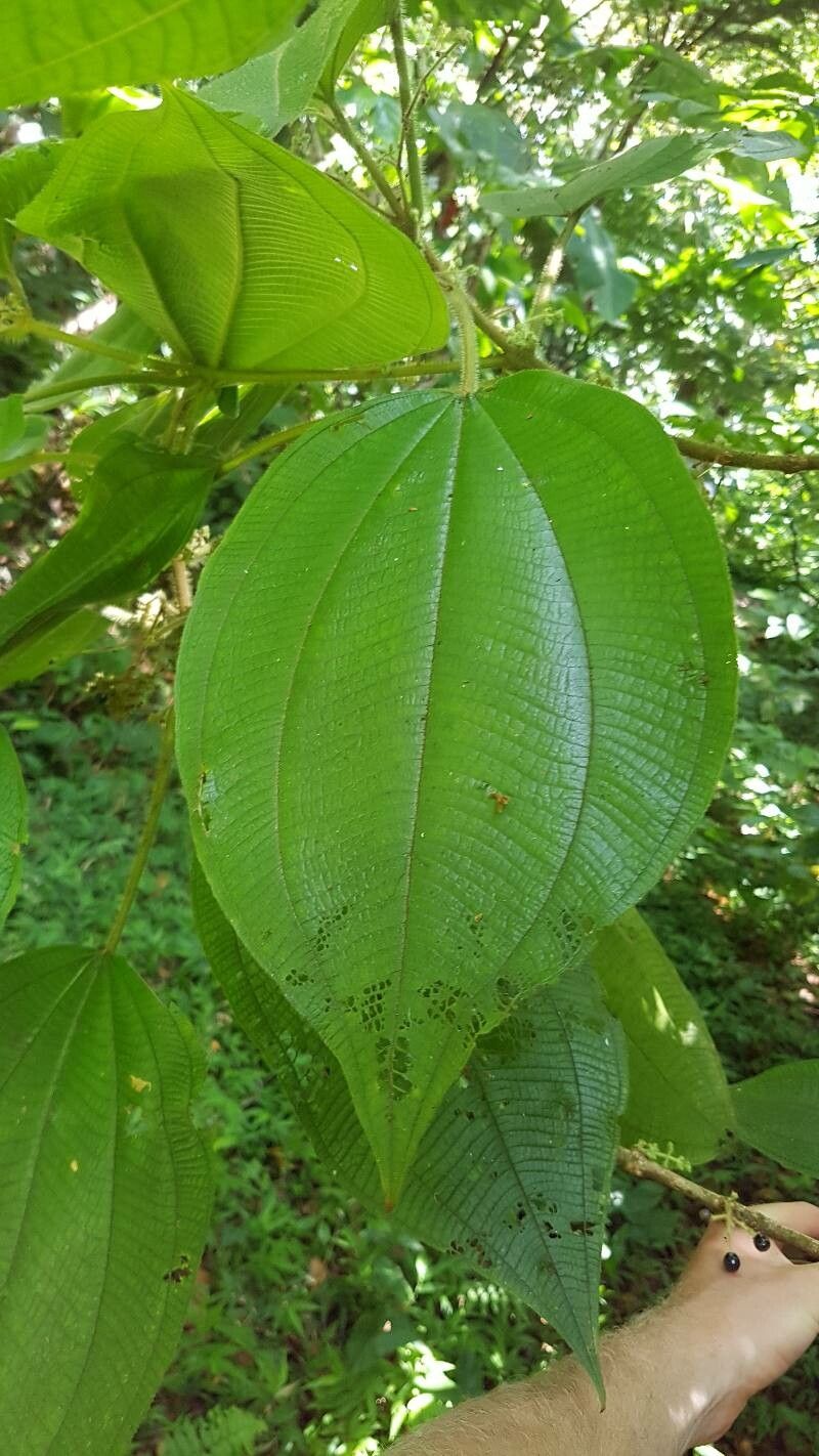 Miconia sciaphila — houseplant care guide