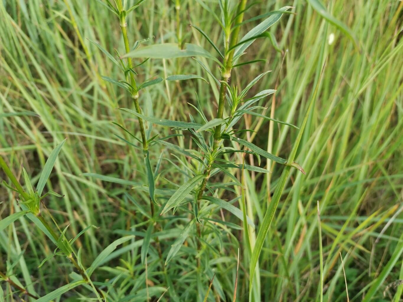 Silene tatarica leaf