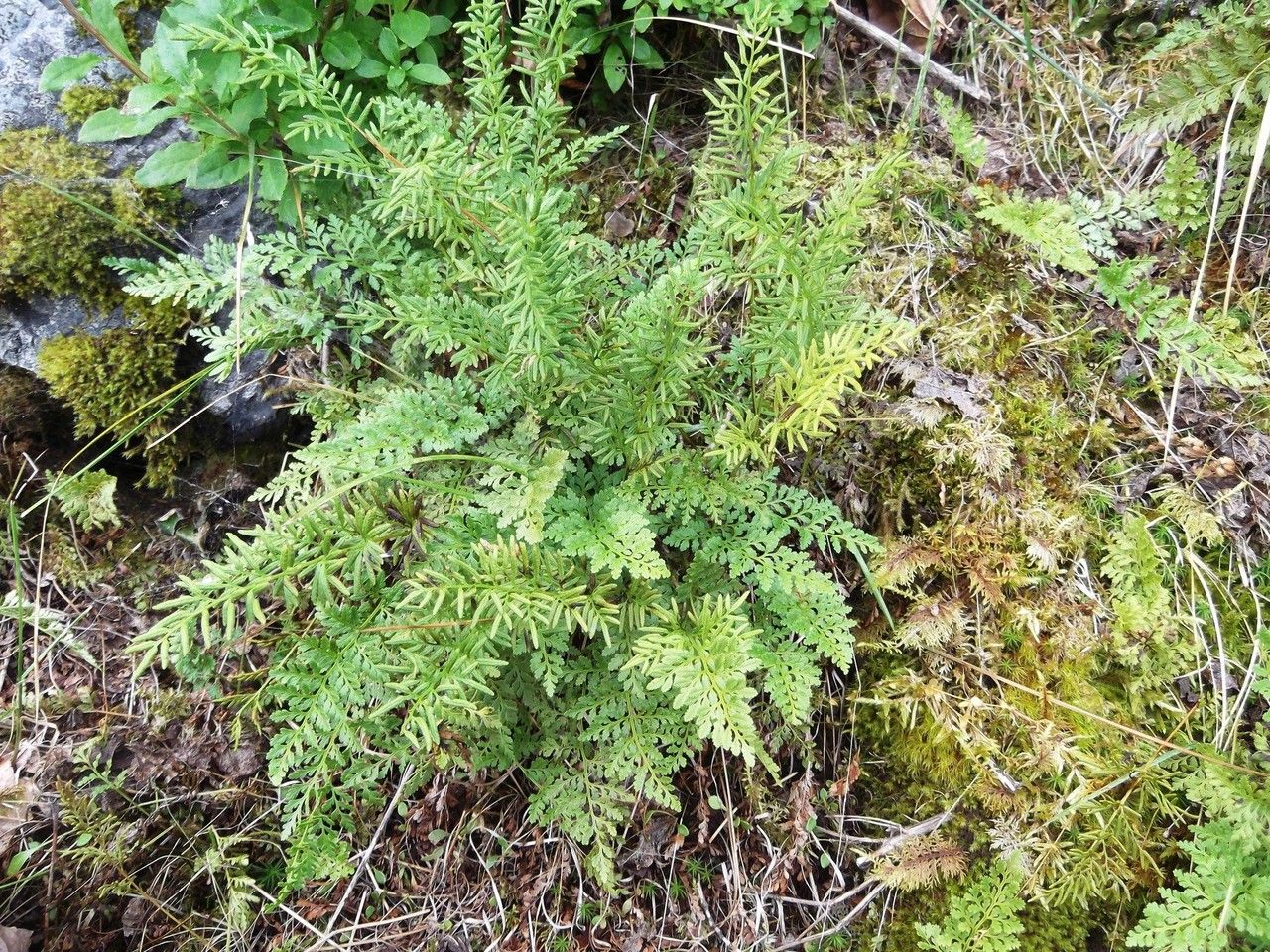 Cryptogramma acrostichoides habit
