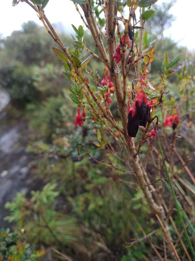 Brachyotum alpinum flower