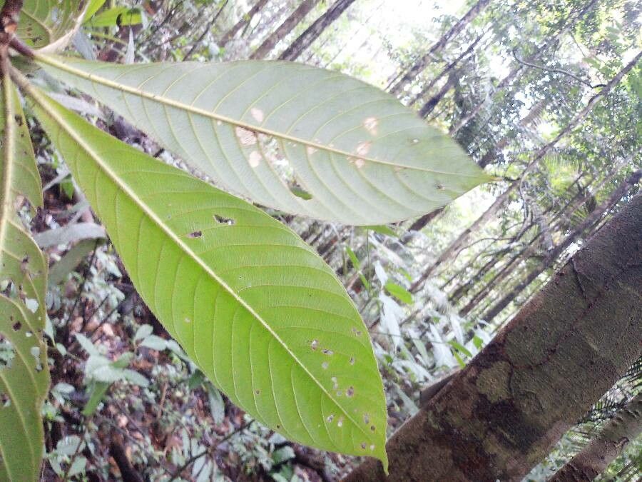 Duroia eriopila leaf