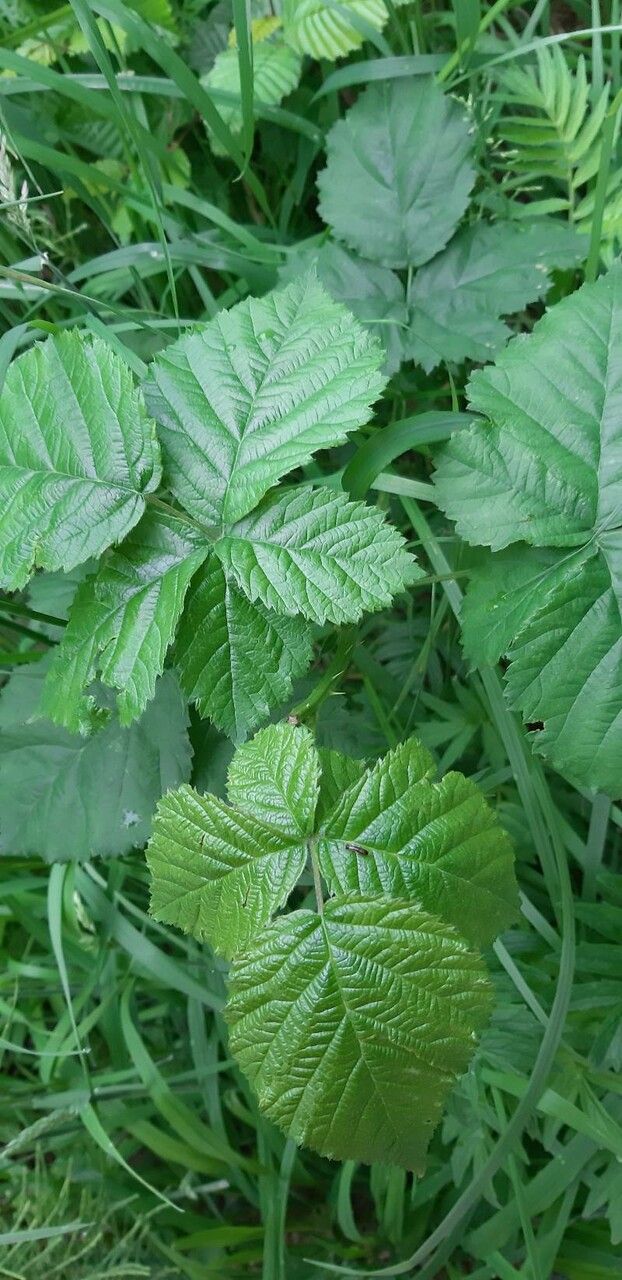 Rubus nemorosus — houseplant care guide