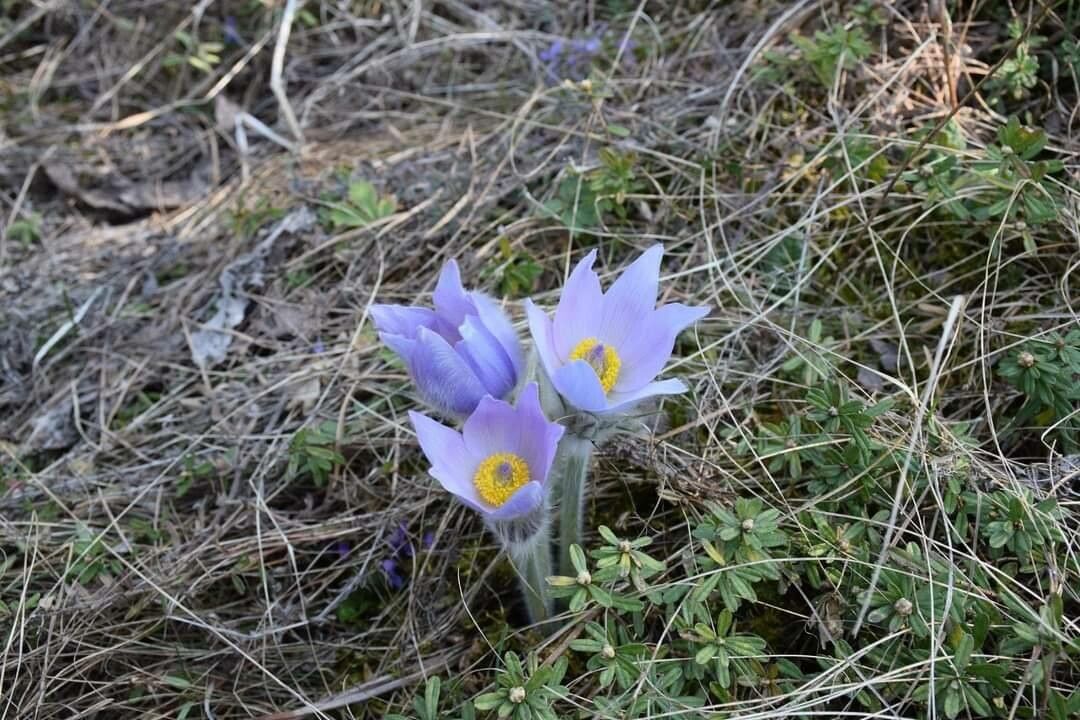Anemone patens flower