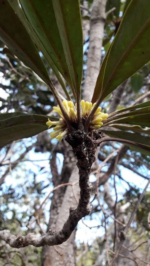 Pittosporum collinum — search result for 'Pittosporaceae'