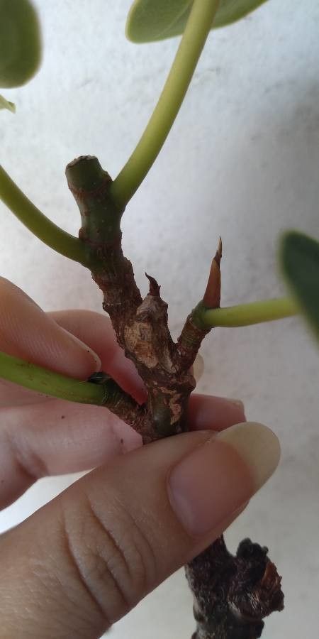 Ficus abutilifolia bark