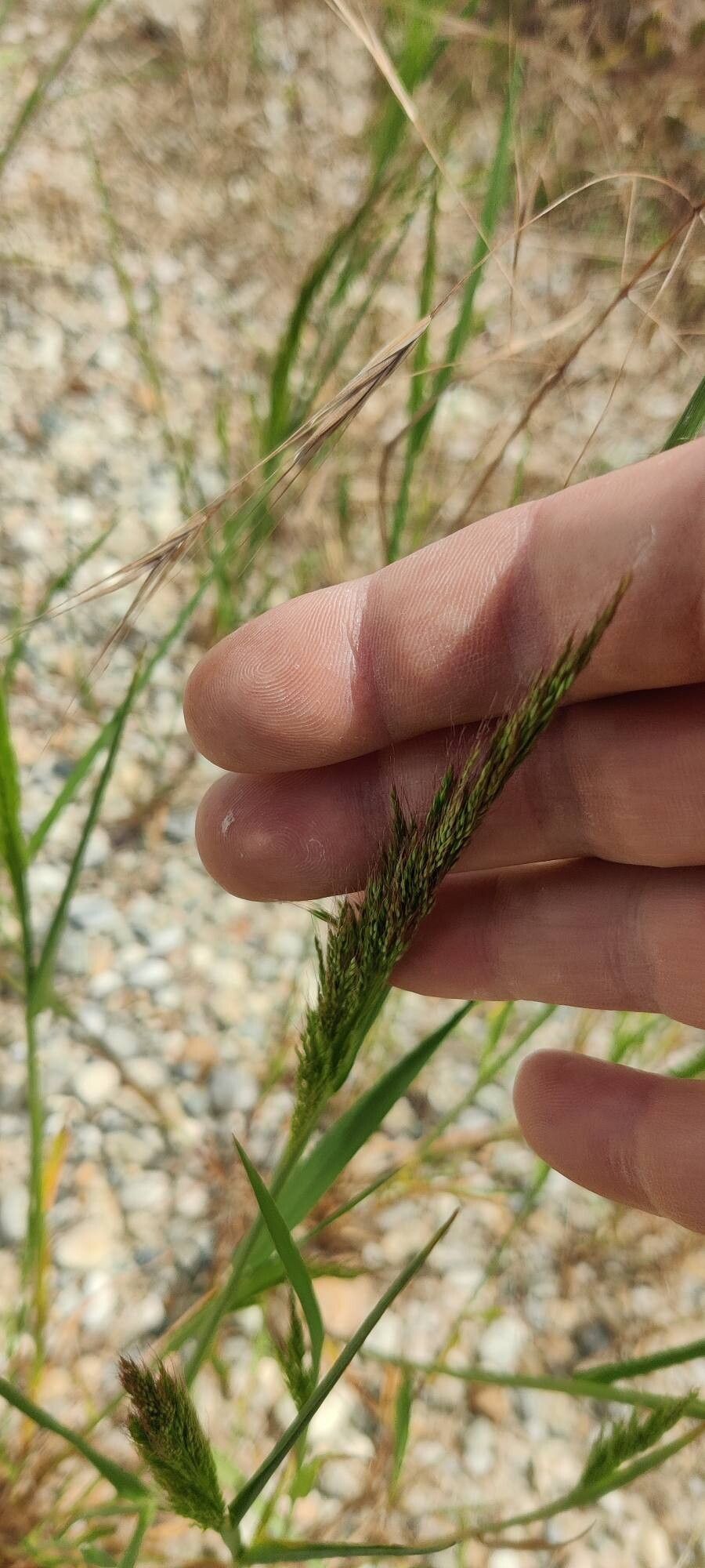 Apera interrupta fruit