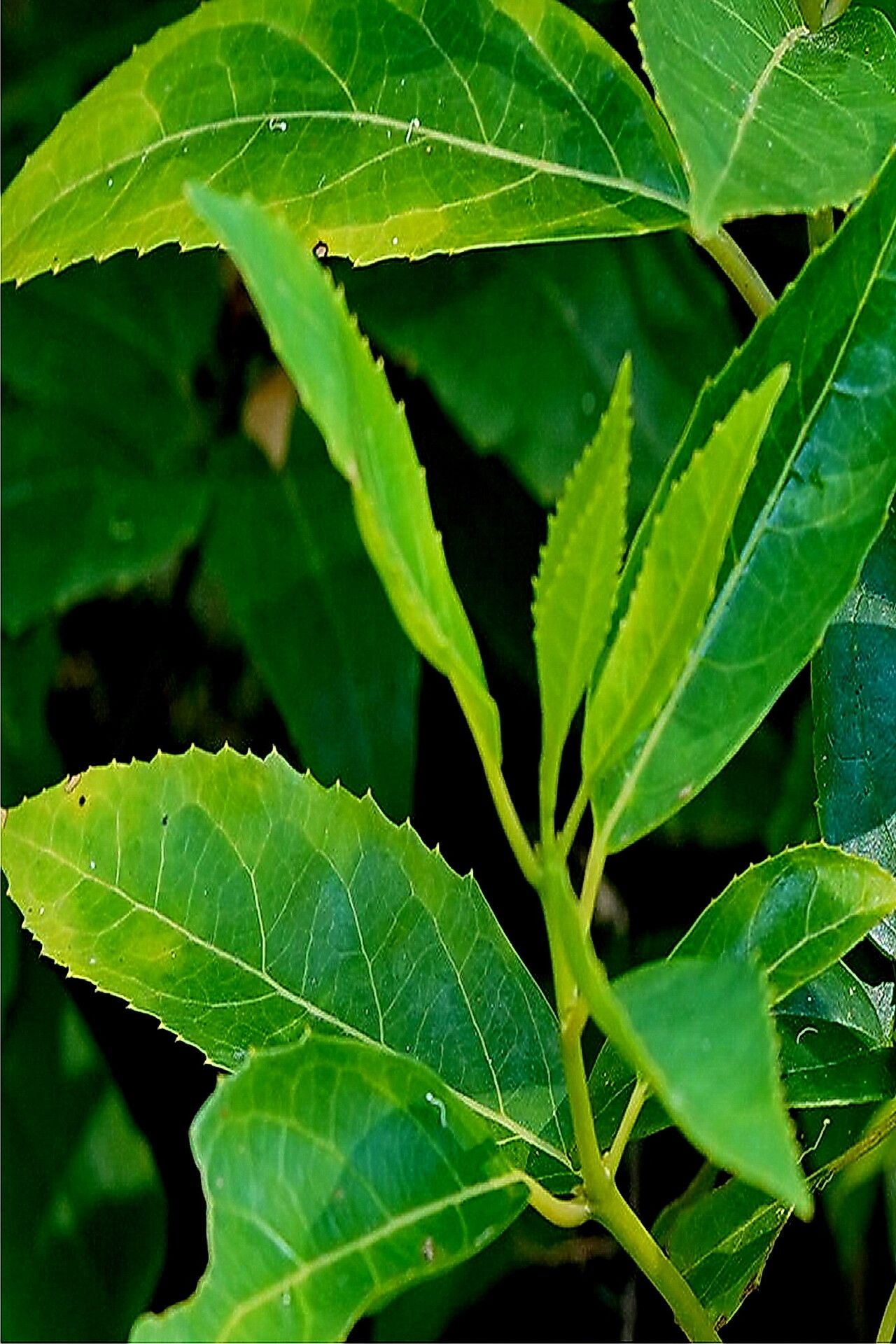 Hedycarya angustifolia — related species from the same genus