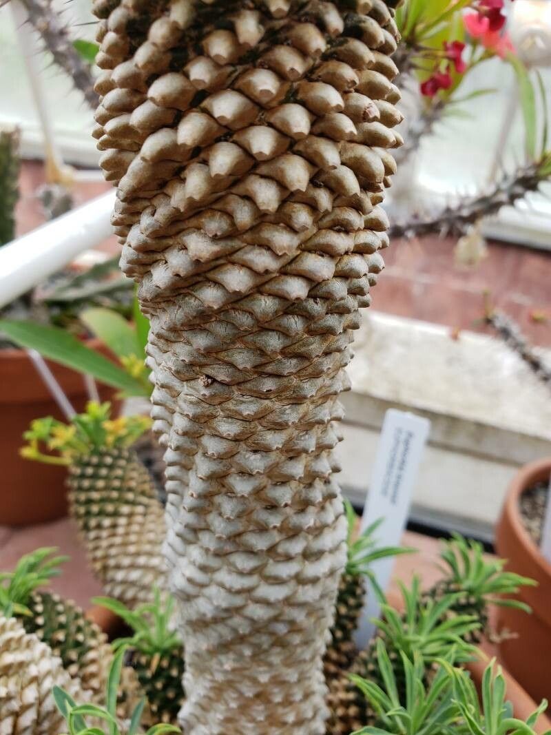 Euphorbia braunsii bark