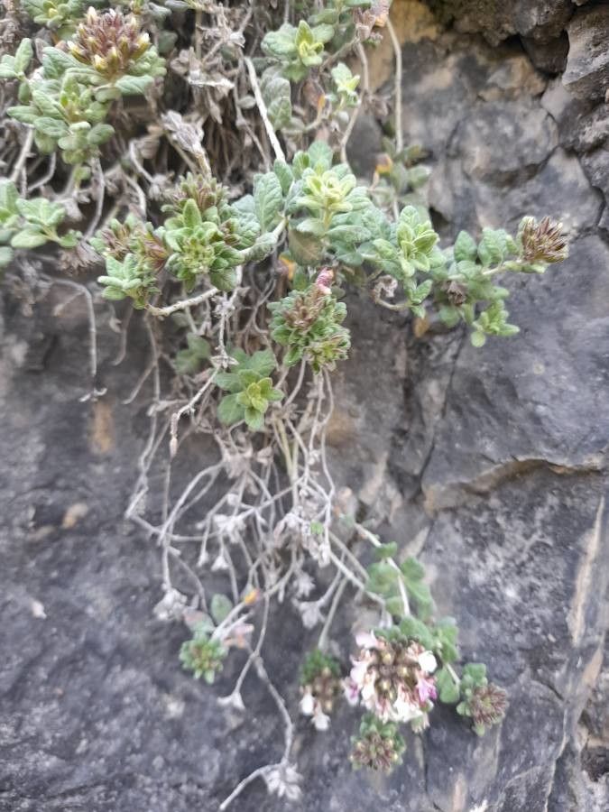 Teucrium buxifolium leaf
