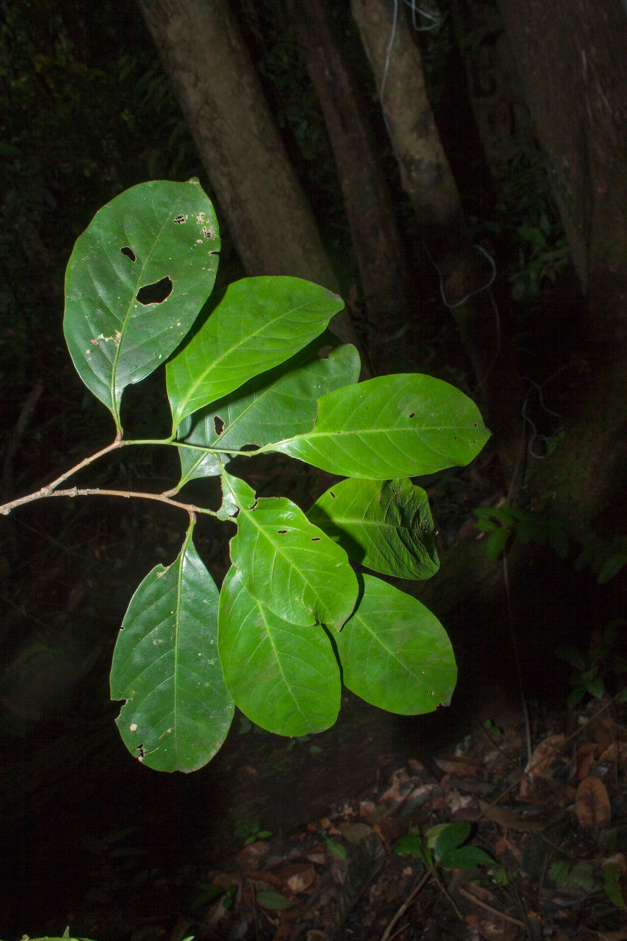 Licania occultans leaf