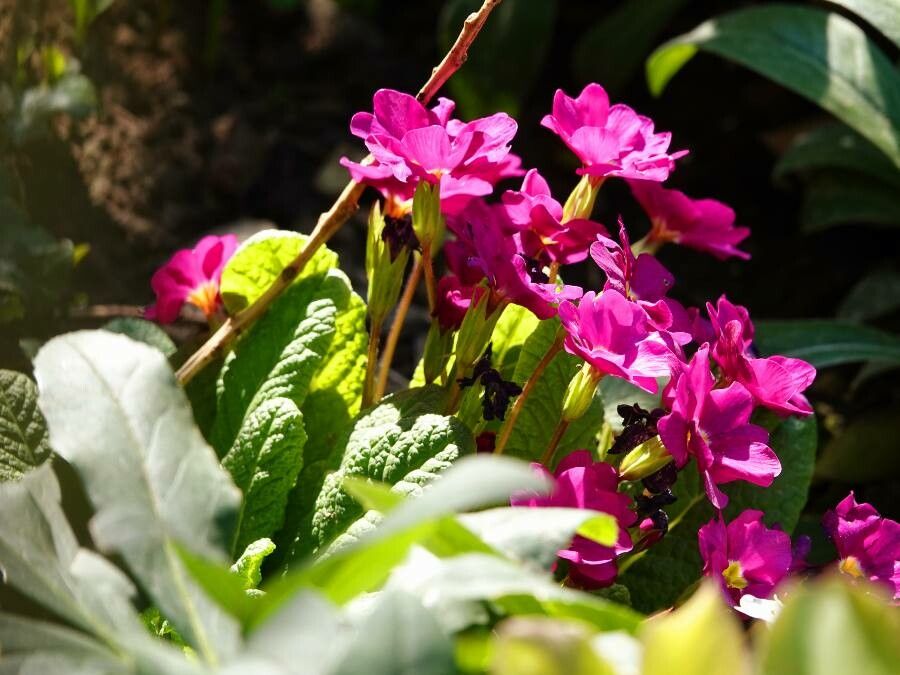 Primula rosea flower