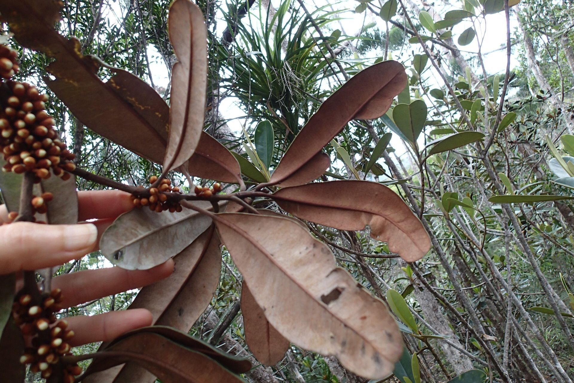 Pycnandra heteromera fruit
