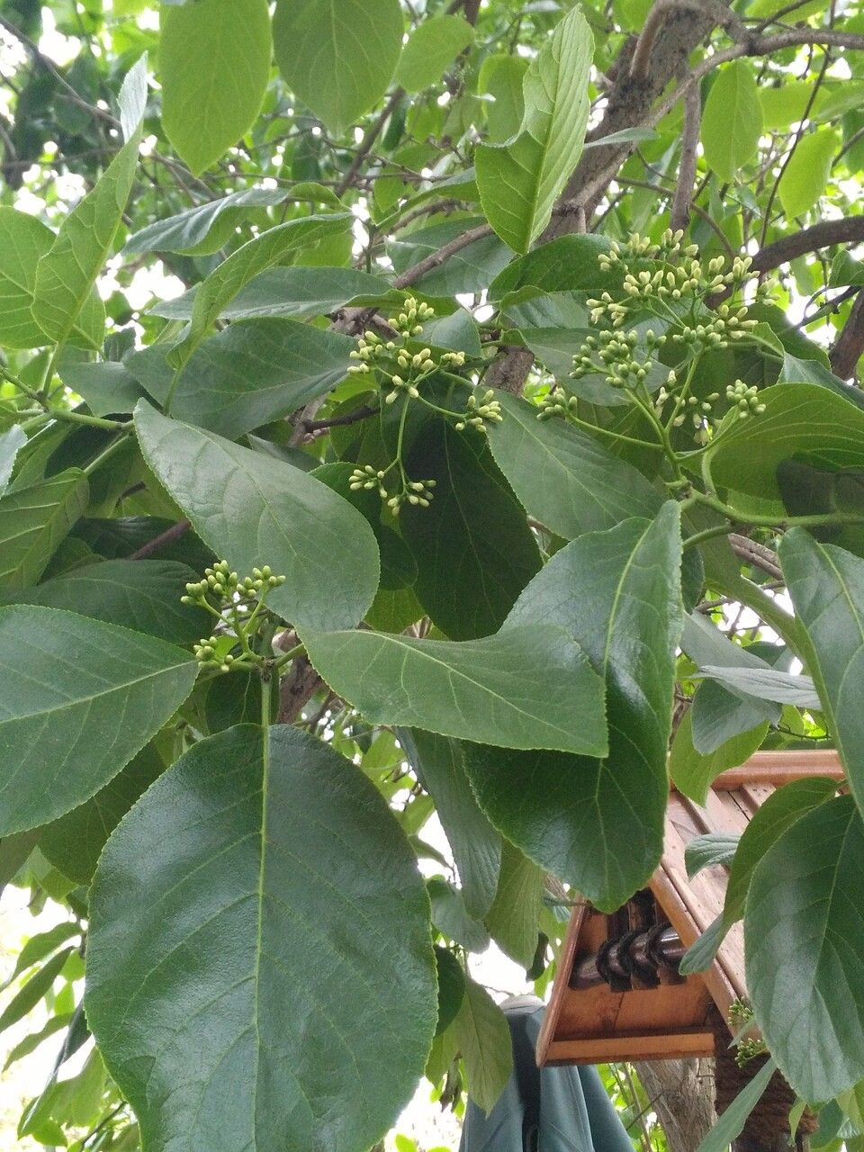 Ehretia acuminata flower
