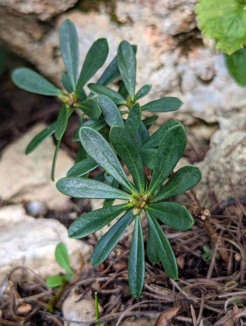 Daphne kosaninii — search result for 'Daphne'