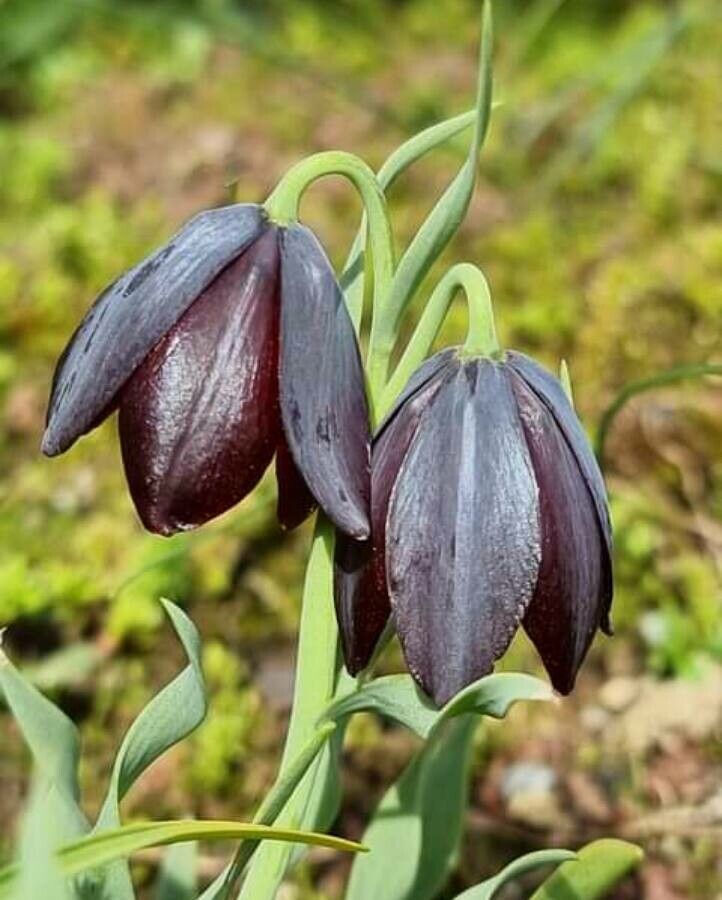 Fritillaria obliqua — houseplant care guide