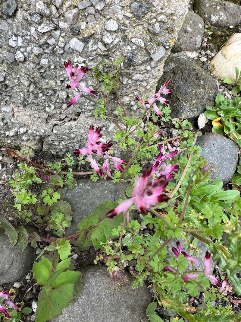 Fumaria purpurea flower