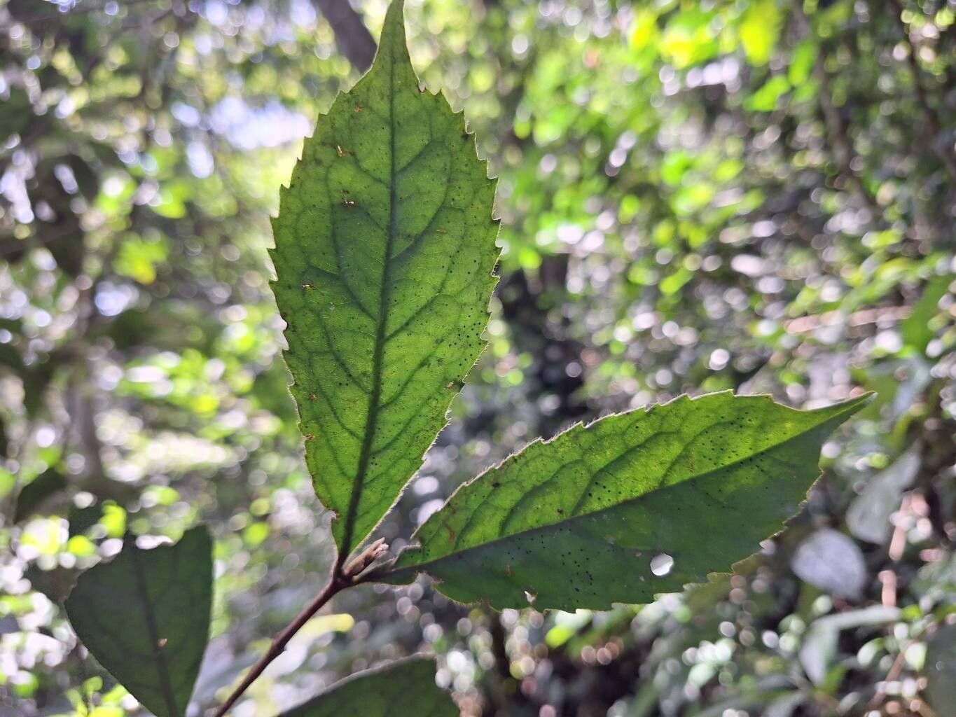 Cassipourea ruwensorensis leaf