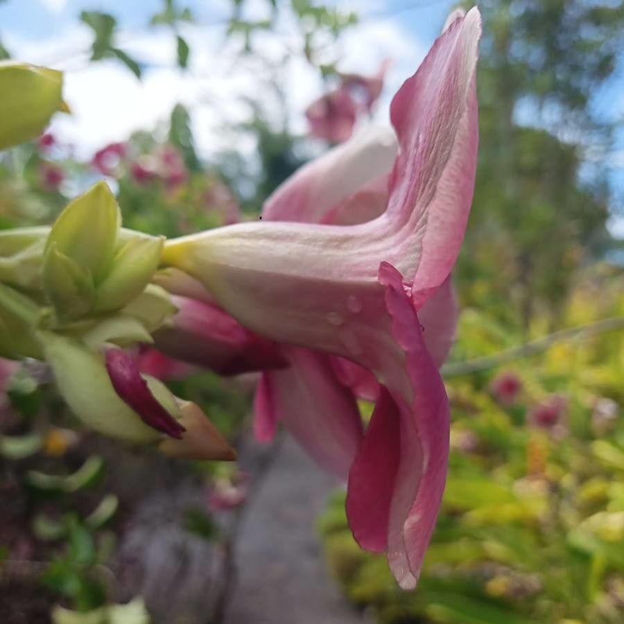 Allamanda violacea flower