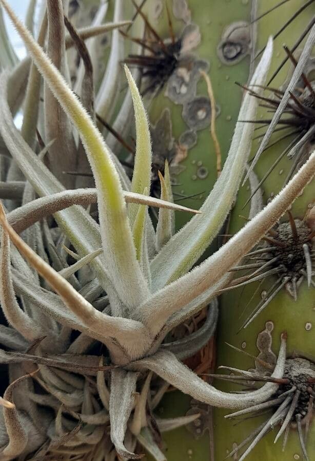 Tillandsia ixioides leaf