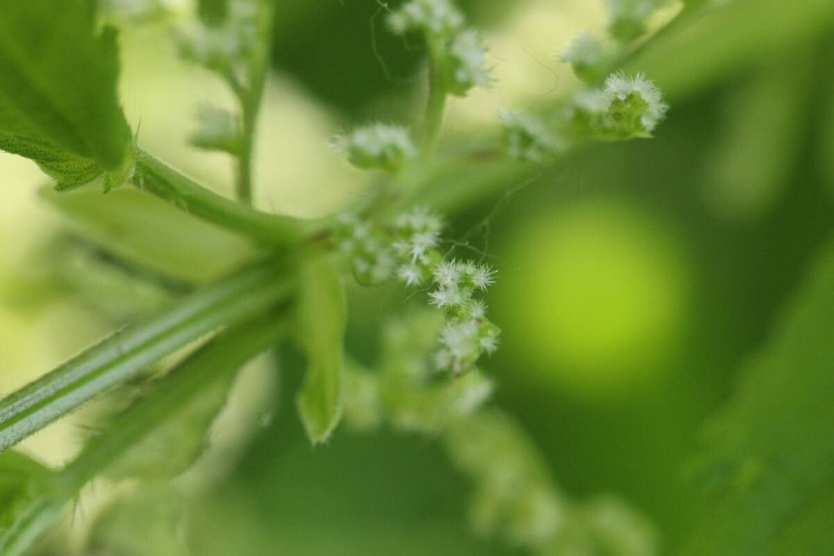 Urtica platyphylla — search result for 'Urtica'