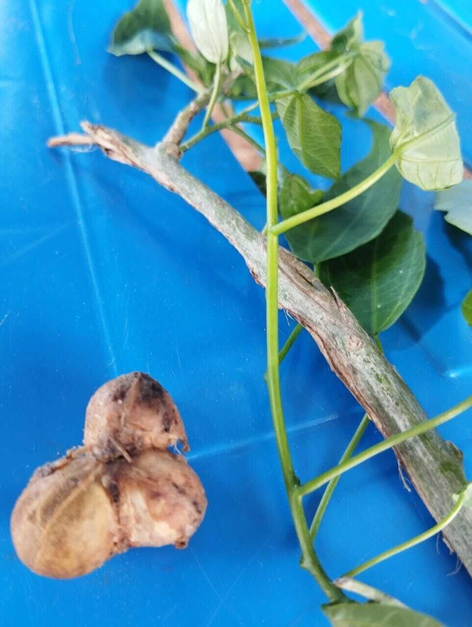 Plukenetia decidua fruit