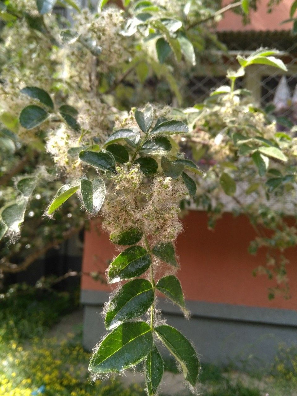 Zanthoxylum bungeanum flower