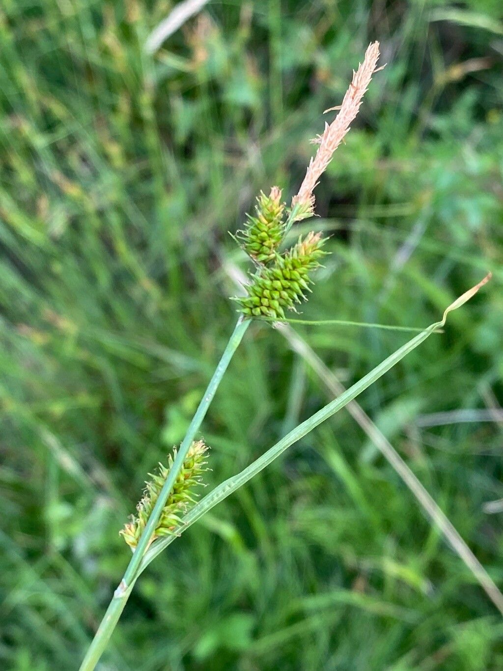 Carex mairei — houseplant care guide