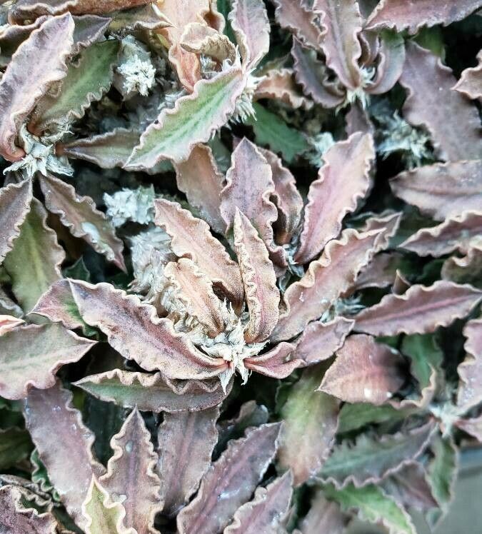 Euphorbia decaryi — unique fruits houseplant