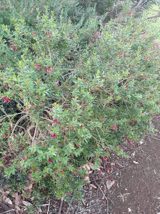 Eremophila maculata habit