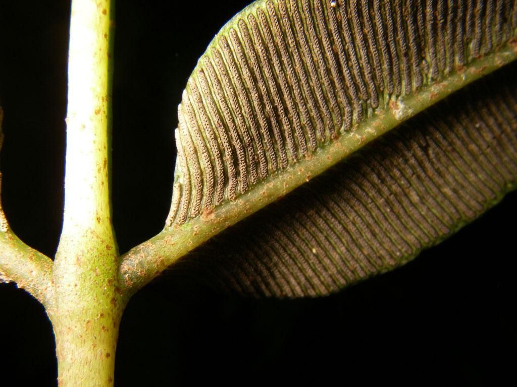 Danaea moritziana bark