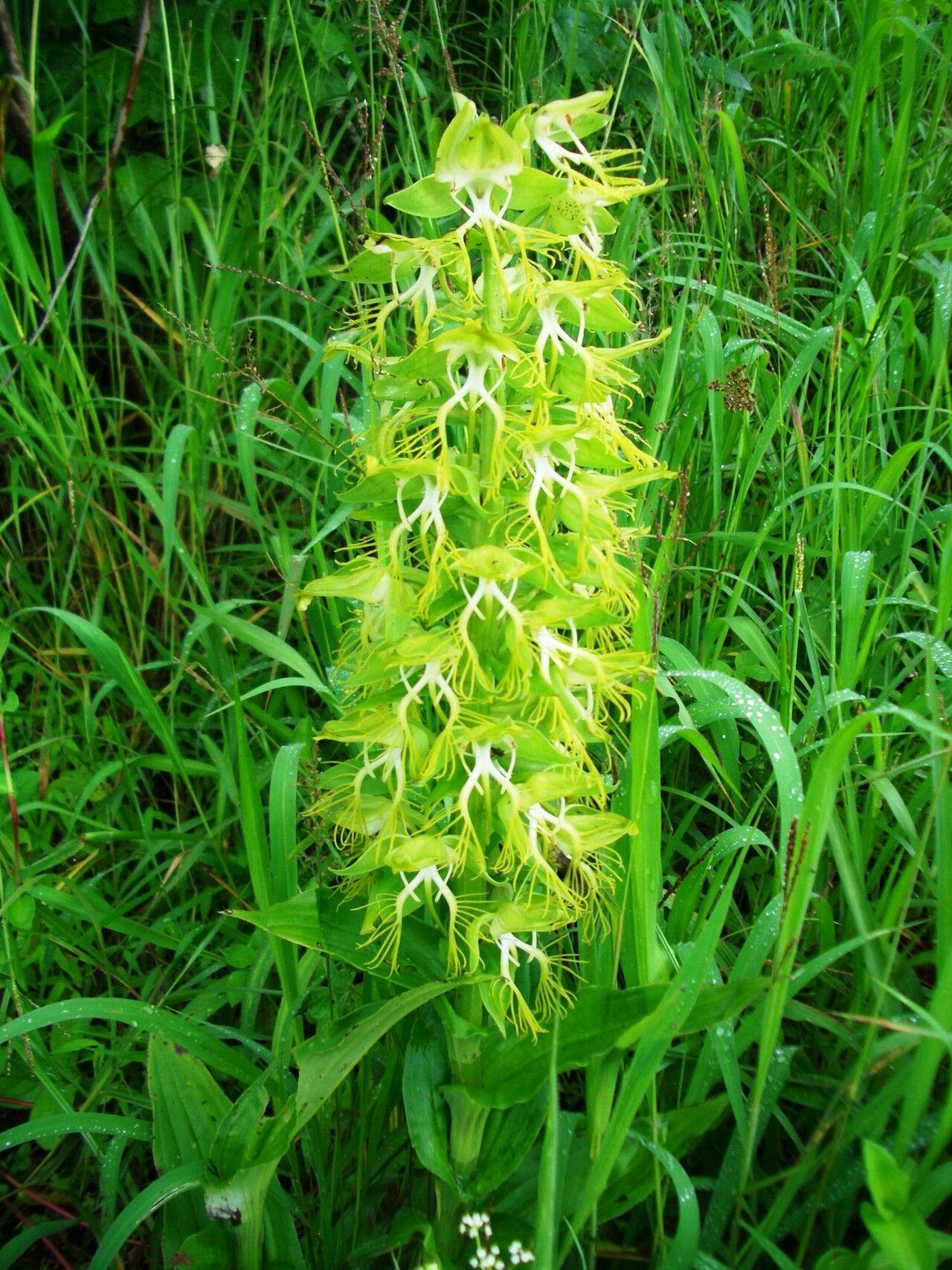Habenaria praestans — houseplant care guide