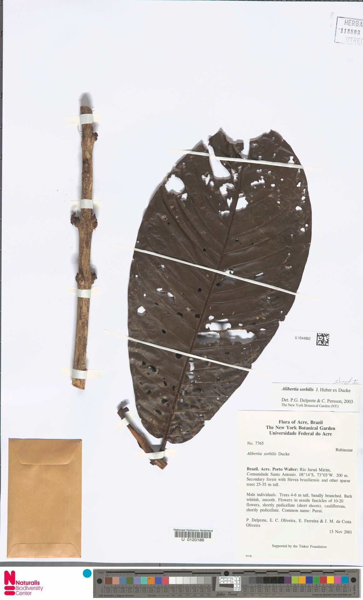 Alibertia sorbilis — houseplant care guide