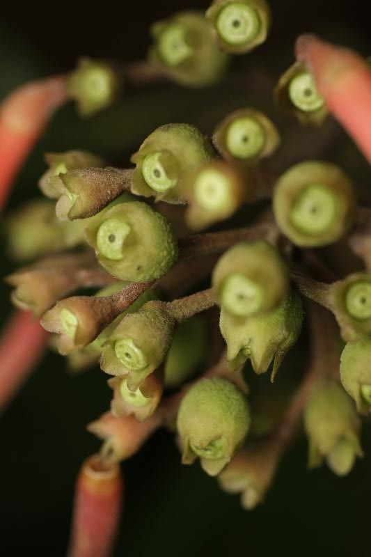 Isertia coccinea flower