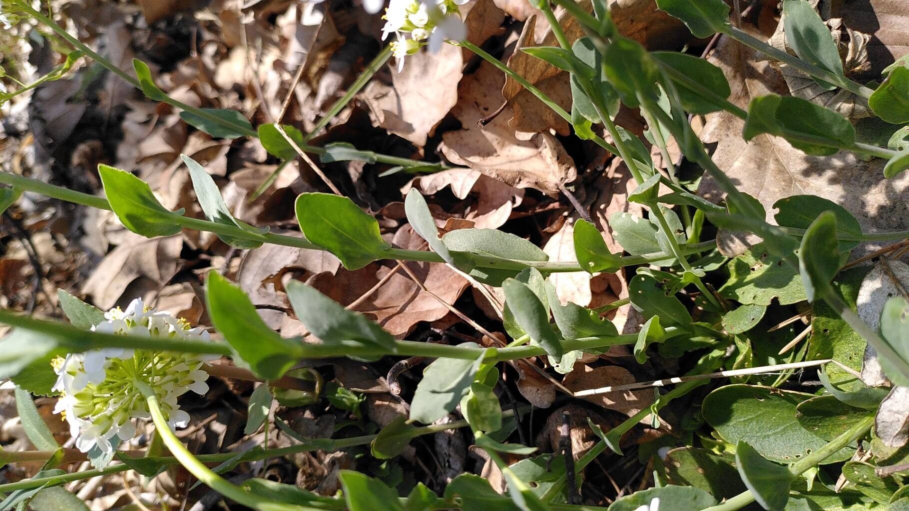 Noccaea goesingensis — search result for 'Noccaea'