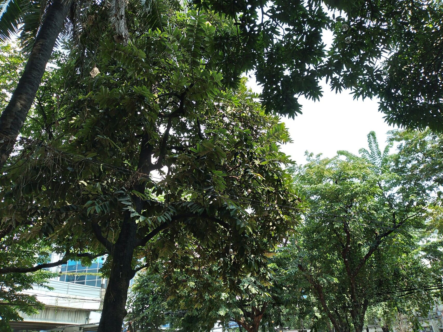 Diospyros discolor leaf