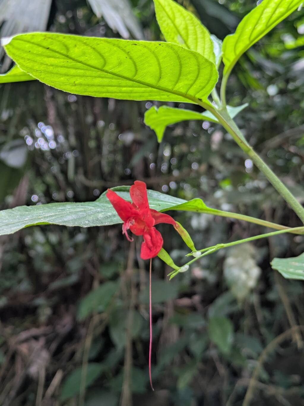 Ruellia macrophylla — search result for 'Ruellia'