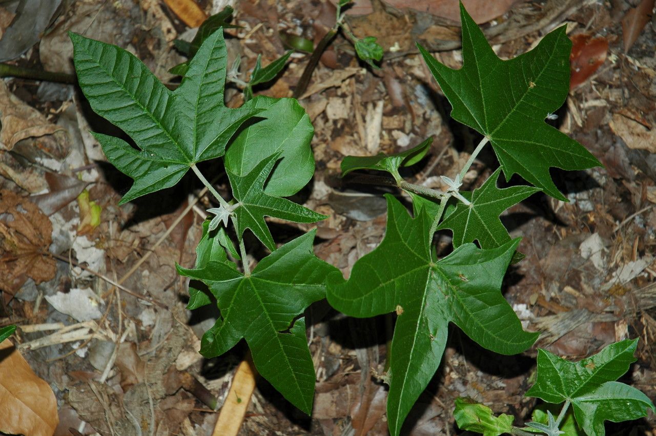Aleurites moluccanus — search result for 'Euphorbiaceae'