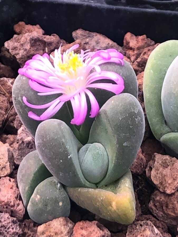 Gibbaeum album flower